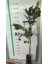 Mandalina Fidanı Citrus reticulata Nova, +120 cm, +3 Yaş, Tüplü 3