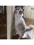 Tekno Trust Kedi Tırmalama Ipi 4 mm x 15 Metre 3