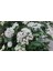 Viburnum Tinus - Yaprak Dökmeyen Kartopu 100 cm 1