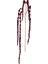 Amaranthus Dal Kırmızı / 107 cm 1