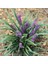 Çim Zambağı 'liriope Muscari' 10'lu Set 4