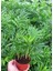 AREKA PALMİYESİ 20-25 cm - HEDİYELİK SALON OFİS BİTKİSİ 1