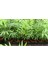 AREKA PALMİYESİ 20-25 cm - HEDİYELİK SALON OFİS BİTKİSİ 2