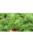 AREKA PALMİYESİ 20-25 cm - HEDİYELİK SALON OFİS BİTKİSİ 5