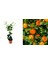 Mandalina Fidanı (Satsuma) - 3 Yaş Aşılı ve Tüplü 100-150 cm 1