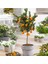 Mandalina Fidanı (Satsuma) - 3 Yaş Aşılı ve Tüplü 100-150 cm 2