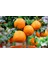 Mandalina Fidanı (Satsuma) - 3 Yaş Aşılı ve Tüplü 100-150 cm 3