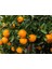 Mandalina Fidanı (Satsuma) - 3 Yaş Aşılı ve Tüplü 100-150 cm 5