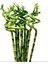Bamboo 60 cm 3 Adet, Şans Bereket Bambu Ev Bitkisi, Salon Ofis Bitkisi 1