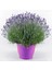 Lavanta – Lavandula Angustifolia 1