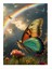 Gökkuşağı Ve Kelebek Art Mdf Poster 25cmx 35cm 1