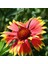 Gayret Çiçeği 5 Adet 'gaillardia Grandiflora' 1