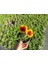 Gayret Çiçeği 5 Adet 'gaillardia Grandiflora' 5