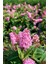 1-2 Yaş Arası Tüplü Kelebek Çalısı (Buddleja Davidii 'butterfly Candy Little Pink') Fidanı - Çekici Pembe Çiçekler 1