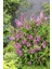 1-2 Yaş Arası Tüplü Kelebek Çalısı (Buddleja Davidii 'butterfly Candy Little Pink') Fidanı - Çekici Pembe Çiçekler 2