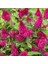 1-2 Yaş Arası Tüplü Kelebek Çalısı (Buddleja Davidii 'butterfly Candy Little Pink') Fidanı - Çekici Pembe Çiçekler 3