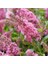 1-2 Yaş Arası Tüplü Kelebek Çalısı (Buddleja Davidii 'butterfly Candy Little Pink') Fidanı - Çekici Pembe Çiçekler 4