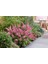 1-2 Yaş Arası Tüplü Kelebek Çalısı (Buddleja Davidii 'butterfly Candy Little Pink') Fidanı - Çekici Pembe Çiçekler 5