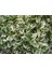 1-2 Yaş Arası Tüplü Osmantus Ağacı (Osmanthus Heterophyllus 'purpureus') Fidanı - Hoş Kokulu ve Alacalı Yapraklı Çalı 2