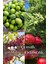 4 Çeşit Karışık Meyve Fidanı Zeytin , Badem , Antep Fıstığı ve Nar 1