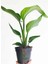 Mini Boy Starliçe Cennet Çiçeği Starliçe Çiçeği 1 Adet Saksılı 15-30CM (Strelitzia) 1