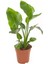 Mini Boy Starliçe Cennet Çiçeği Starliçe Çiçeği 1 Adet Saksılı 15-30CM (Strelitzia) 2