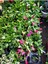 Pembe Renk Saksılı 1 Adet Yılbaşı Çiçeği Pink Schlumbergera Truncata 2
