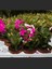 Pembe Renk Saksılı 1 Adet Yılbaşı Çiçeği Pink Schlumbergera Truncata 3