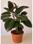 Mini Boy Kauçuk Fidanı 2'li Dikim 20-45CM Saksılı Salon Çiçeği(Ficus Elastica) 1