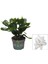 Schlumbergera Truncata White Yılbaşı Çiçeği Beyaz Renk 10-15CM 1