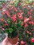 Kırmızı Renk Yılbaşı Çiçeği Schlumbergera 1 Adet Saksılı 10-15CM 2