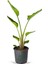 Starliçe Mini Boy 15-30CM Saksılı Ofis Salon Çiçeği Cennet Kuşu Çiçeği 1