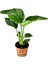 Mini Boy Strelitzia Starliçe Cennet Kuşu Çiçeği 15-30CM 1 Adet Saksılı 1