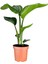 Mini Boy Strelitzia Starliçe Cennet Kuşu Çiçeği 15-30CM 1 Adet Saksılı 2