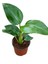 Mini Boy Strelitzia Starliçe Cennet Kuşu Çiçeği 15-30CM 1 Adet Saksılı 3