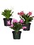 Schlumbergera Truncata 3 Adet Farklı Renklerde Yılbaşı Çiçeği 15-20CM 1