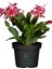 Schlumbergera Truncata 3 Adet Farklı Renklerde Yılbaşı Çiçeği 15-20CM 2