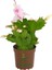 Yılbaşı Kaktüsü Beyaz Renk Yılbaşı Çiçeği 10-15CM White Schlumbergera 1