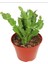 Yılbaşı Kaktüsü Beyaz Renk Yılbaşı Çiçeği 10-15CM White Schlumbergera 2