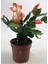 Yılbaşı Kaktüsü Somon Rengi Yılbaşı Çiçeği 10-15CM Schlumbergera Truncata 1