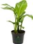 Strelitzia Cennet Kuşu Çiçeği 1 Adet Saksılı 10-30CM Mini Boy Starliçe Çiçeği 1