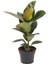 Mini Boy Kauçuk Fidanı 1 Adet Saksılı 20-45CM Salon Ofis Çiçeği (Ficus Elastica) 1