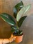 Mini Boy Kauçuk Fidanı 1 Adet Saksılı 20-45CM Salon Ofis Çiçeği (Ficus Elastica) 2