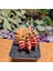 Gymnocalycium 6 cm Özel Tür Kaktüs 2