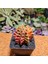 Gymnocalycium 6 cm Özel Tür Kaktüs 3