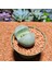 Pleiospilos Neli 8,5'lik Saksıda 2