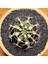 Gymnocalycium 6 cm Özel Tür Kaktüs 1