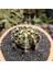 Gymnocalycium 6 cm Özel Tür Kaktüs 2