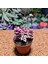 Crassula Perforata 5,5'lik Saksıda 2