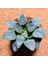 Haworthia Bayeri 8,5'lik Saksıda 1
